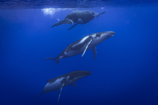 View of three humpback whales swimming gracefully in the deep blue ocean water near Moorea Maiao Windward Islands French Polynesia.