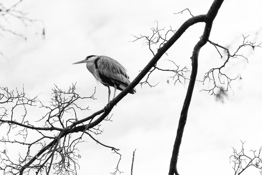 View of a grey heron perched on a bare tree branch against a bright sky in Mulhouse Grand Est France.
