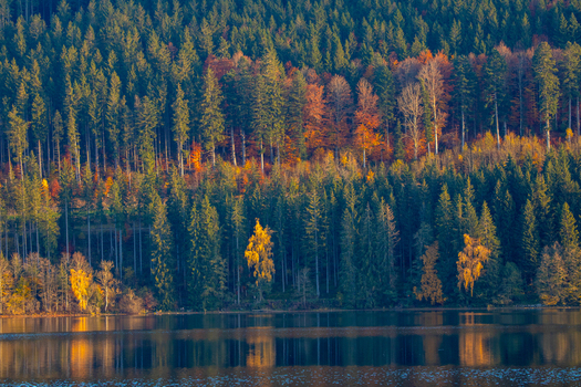 View of autumn foliage in the Black Forest with colorful trees reflected in the calm water of a lake near Ravennaschlucht Breitnau Baden Wurttemberg Germany. View of autumn foliage in the Black Forest with colorful trees reflected in the calm water of a lake near Ravennaschlucht Breitnau Baden Wurttemberg Germany.