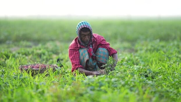 View of a farmer harvesting crops in a green field Bangladesh. View of a farmer harvesting crops in a green field Bangladesh.