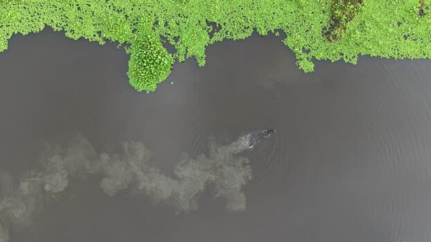 Aerial view of water buffalo swimming in the river Bangladesh.