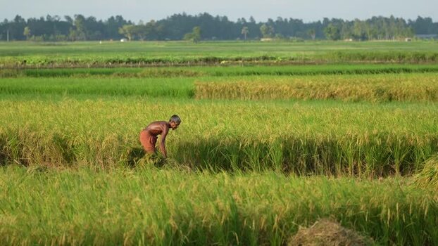 View of a farmer harvesting rice in a field in Bogura Bangladesh. View of a farmer harvesting rice in a field in Bogura Bangladesh.