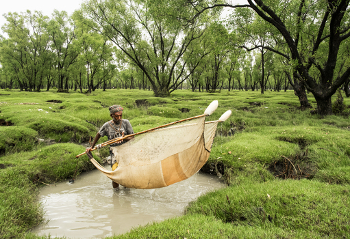 Chattogram Bangladesh 23 July 2026 View of a fisherman using a traditional net in a lush green wetland area surrounded by trees.