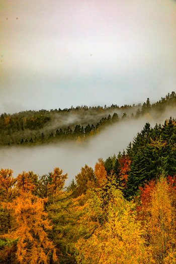 View of the Black Forest in autumn with vibrant yellow foliage and thick white mist rolling through the dense evergreen hills Offenburg Baden Wurttemberg Germany. View of the Black Forest in autumn with vibrant yellow foliage and thick white mist rolling through the dense evergreen hills Offenburg Baden Wurttemberg Germany.