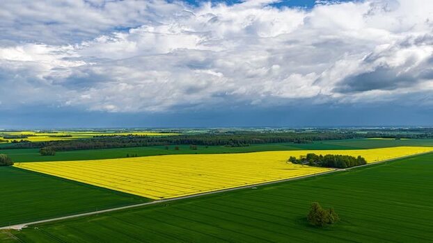 Aerial view of yellow rapeseed fields in the countryside Latvia. Aerial view of yellow rapeseed fields in the countryside Latvia.