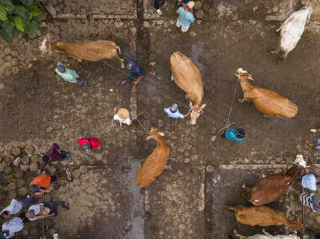 Aerial view of the Animal Market Prambanan with people leading cattle across the stone paved ground in Kecamatan Prambanan Jawa Tengah Indonesia. Aerial view of the Animal Market Prambanan with people leading cattle across the stone paved ground in Kecamatan Prambanan Jawa Tengah Indonesia.