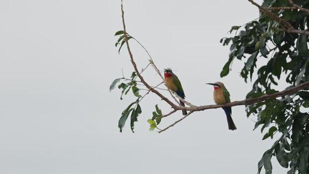 View of White fronted Bee eaters on a branch South Africa.