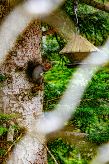View of a squirrel perched on a tree branch near a wooden bird feeder hanging in a lush coniferous forest Offenburg Baden Wurttemberg Germany. View of a squirrel perched on a tree branch near a wooden bird feeder hanging in a lush coniferous forest Offenburg Baden Wurttemberg Germany.