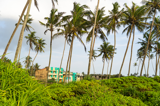 View of tall palm trees swaying over lush green tropical vegetation and a colorful modern building under a bright sky in Galle Southern Province Sri Lanka.
