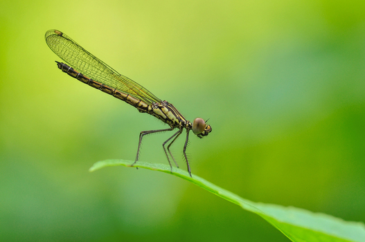 A slender damselfly perched on the edge of a vibrant green leaf against a soft blurred background in Salatiga Central Java Indonesia.