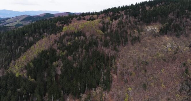 Aerial view of the lush forest on the mountain slopes Italy. Aerial view of the lush forest on the mountain slopes Italy.