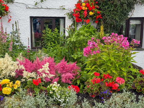 View of vibrant blooming flowers including pink astilbe and red begonias in a cottage garden against a white textured wall in Hawes England United Kingdom. View of vibrant blooming flowers including pink astilbe and red begonias in a cottage garden against a white textured wall in Hawes England United Kingdom.