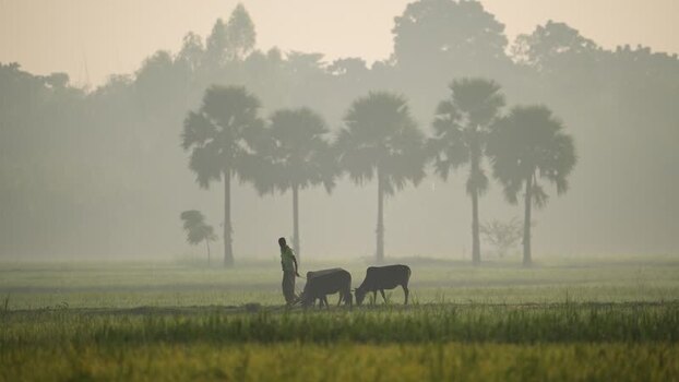 View of a farmer with cows in a misty field at dawn Bangladesh.