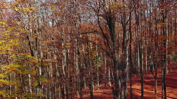 Aerial view of a dense autumn forest ROMANIA. Aerial view of a dense autumn forest ROMANIA.