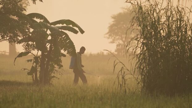 View of a farmer spraying crops in a misty field Bangladesh.
