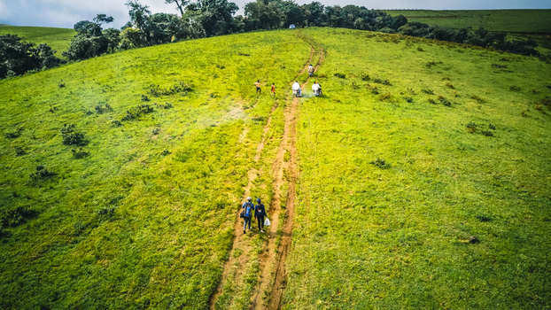 Aerial view of hikers ascending a winding dirt path across the vibrant lush green slopes of a rolling hill under a soft diffused sky Obudu Cross River Nigeria.