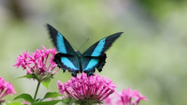 View of a blue butterfly on pink flowers in France.