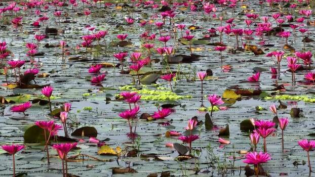 View of vibrant pink water lilies blooming on a pond Bangladesh. View of vibrant pink water lilies blooming on a pond Bangladesh.