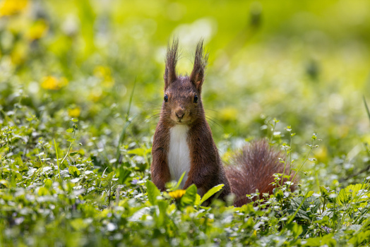 View of a red squirrel standing in a green meadow with yellow dandelions and soft bokeh background Mulhouse Grand Est France.
