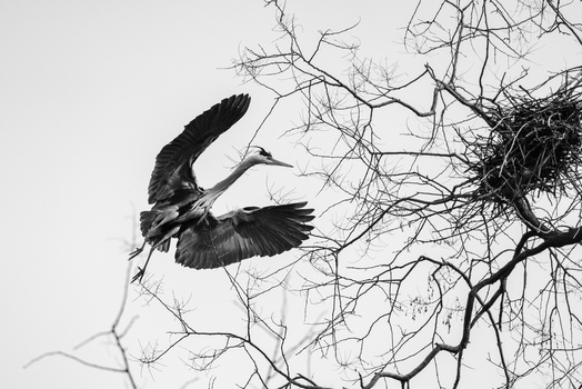 View of a grey heron in flight approaching its nest among bare tree branches in black and white Mulhouse Grand Est France.