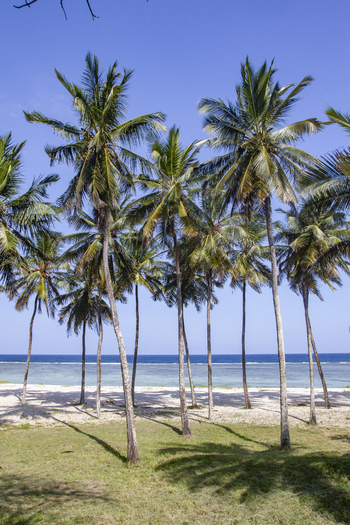 View of tall palm trees lining the white sand of Tiwi Beach with the turquoise ocean under a clear blue sky in Tiwi Wilaya ya Kwale Kenya. View of tall palm trees lining the white sand of Tiwi Beach with the turquoise ocean under a clear blue sky in Tiwi Wilaya ya Kwale Kenya.