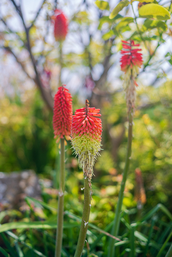 View of vibrant red and yellow Kniphofia flowers blooming in a garden in Looe Cornwall United Kingdom. View of vibrant red and yellow Kniphofia flowers blooming in a garden in Looe Cornwall United Kingdom.