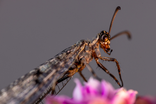 View of an antlion insect with detailed wings and large eyes resting on a pink flower Wittenheim Grand Est France.