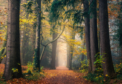 View of Asserbos forest path with tall trees and autumn foliage in misty light in Assen Drenthe Netherlands. View of Asserbos forest path with tall trees and autumn foliage in misty light in Assen Drenthe Netherlands.