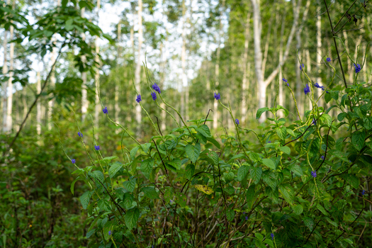 View of purple flowers blooming in a lush green forest with tall trees in the background in Vietnam. View of purple flowers blooming in a lush green forest with tall trees in the background in Vietnam.