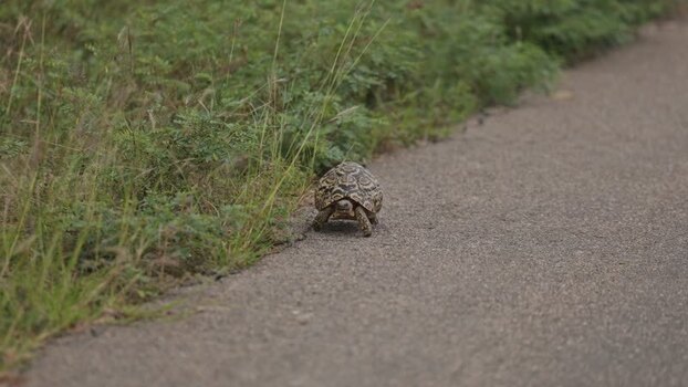 View of a leopard tortoise walking on a road in South Africa.