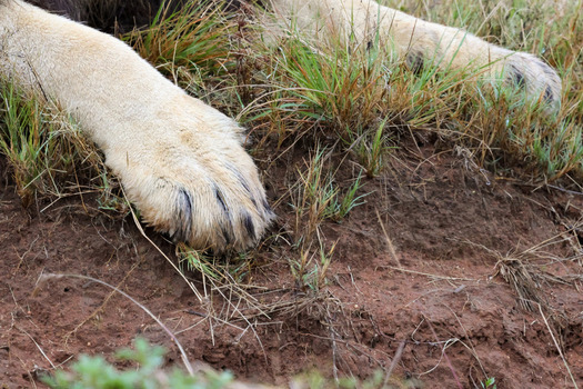 View of a lion s paws resting on the dry earth and grass at Welgevonden Game Reserve in Waterberg District Municipality Limpopo South Africa.