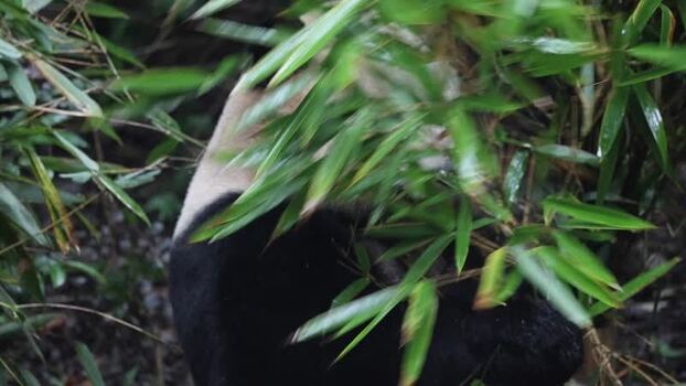 View of a giant panda eating bamboo in Chengdu China. View of a giant panda eating bamboo in Chengdu China.