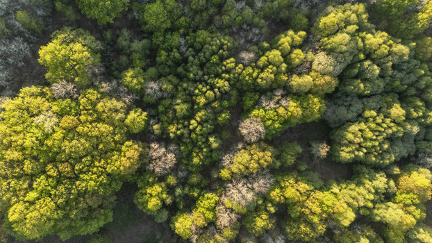 Aerial view of lush green and yellow treetops in a dense forest with soft sunlight hitting the canopy Ourense Province of Ourense Spain. Aerial view of lush green and yellow treetops in a dense forest with soft sunlight hitting the canopy Ourense Province of Ourense Spain.