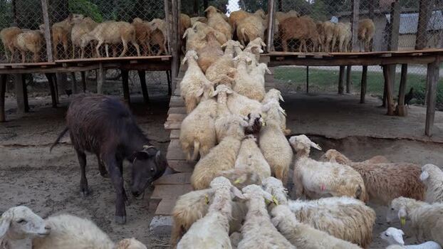 View of a flock of sheep entering a wooden shelter Nepal.