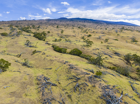Aerial view of the slopes of Mauna Kea featuring dry grassy terrain scattered green trees and fallen logs under a bright blue sky with clouds in Hawaii County Hawaii United States. Aerial view of the slopes of Mauna Kea featuring dry grassy terrain scattered green trees and fallen logs under a bright blue sky with clouds in Hawaii County Hawaii United States.