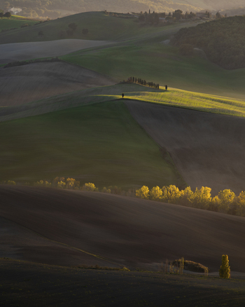 View of serene rolling hills and lush fields with trees under golden hour sunlight Pienza Italy.