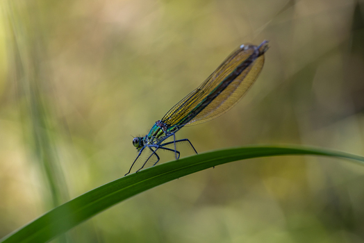 View of a beautiful iridescent blue damselfly perched on a green blade of grass against a soft blurred background in Wittenheim Grand Est France. View of a beautiful iridescent blue damselfly perched on a green blade of grass against a soft blurred background in Wittenheim Grand Est France.