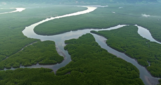 Aerial view of a winding river flowing through a lush green mangrove forest under soft daylight Thailand. Aerial view of a winding river flowing through a lush green mangrove forest under soft daylight Thailand.