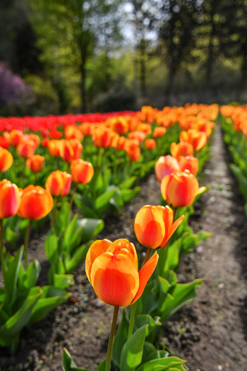 View of vibrant orange and red tulips blooming in rows at Peninsula San Pedro San Carlos de Bariloche Rio Negro Province Argentina. View of vibrant orange and red tulips blooming in rows at Peninsula San Pedro San Carlos de Bariloche Rio Negro Province Argentina.