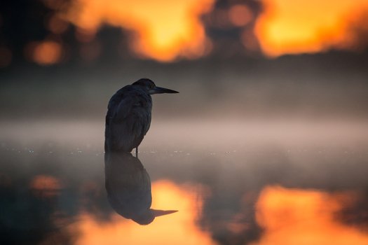 View of a heron standing in calm water during sunrise with a soft reflection and misty atmosphere in Debrzno Pomeranian Voivodeship Poland.