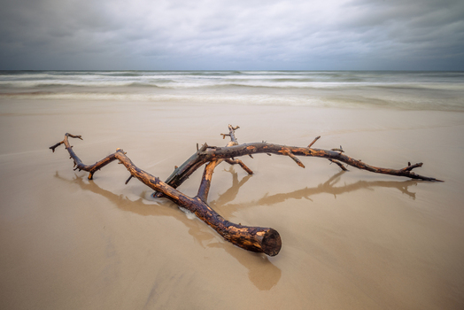 View of a large piece of driftwood on a sandy beach with the waves of the Baltic Sea under a moody overcast sky in Debki Pomeranian Voivodeship Poland. View of a large piece of driftwood on a sandy beach with the waves of the Baltic Sea under a moody overcast sky in Debki Pomeranian Voivodeship Poland.