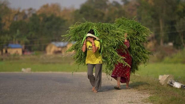 View of women carrying fodder on a road in Nepal. View of women carrying fodder on a road in Nepal.