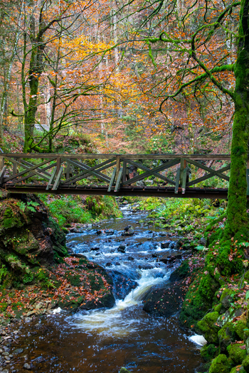 View of a wooden bridge crossing the Ravenna stream in the Ravennaschlucht gorge with autumn foliage and mossy trees in Breitnau Baden Wurttemberg Germany. View of a wooden bridge crossing the Ravenna stream in the Ravennaschlucht gorge with autumn foliage and mossy trees in Breitnau Baden Wurttemberg Germany.