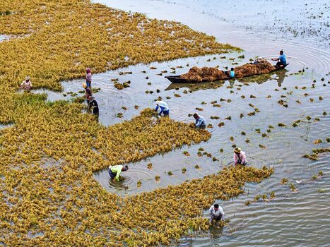 Kishoreganj Bangladesh March 05 2026 Flood affected farmers harvest half submerged Boro paddy in waist deep water racing to save crops as rising haor waters threaten total loss. Kishoreganj Bangladesh March 05 2026 Flood affected farmers harvest half submerged Boro paddy in waist deep water racing to save crops as rising haor waters threaten total loss.