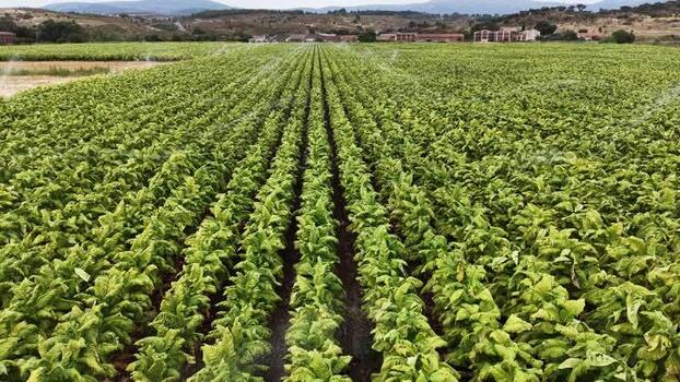 Aerial view of tobacco fields in Talayuela Spain. Aerial view of tobacco fields in Talayuela Spain.