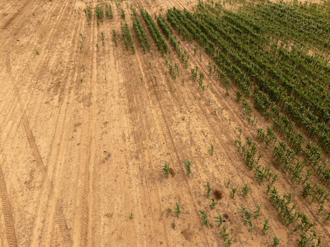 Aerial view of rows of green crops growing in a sandy agricultural field with tire tracks Bloemfontein Free State South Africa.