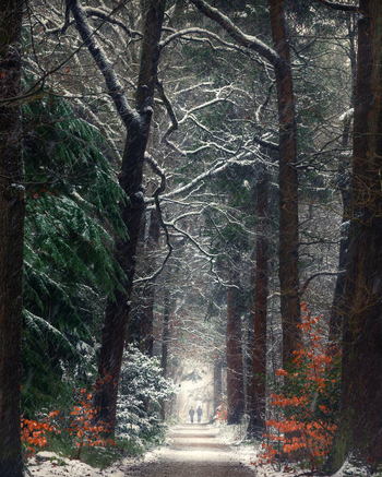 View of the snow covered path through the Asserbos forest with tall trees and two people walking in the distance in Assen Drenthe Netherlands.