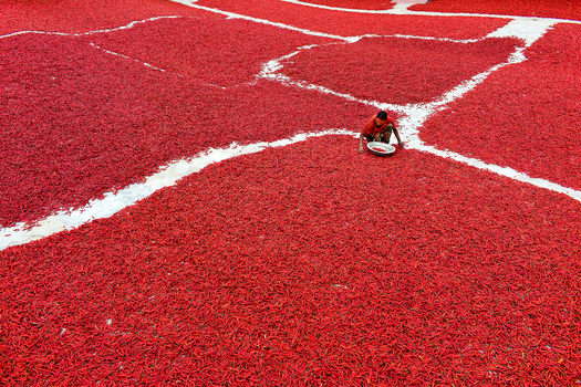 Bogura Bangladesh 27 January 2017 View of a worker sorting red chili peppers spread out to dry in large rectangular sections under the sun. Bogura Bangladesh 27 January 2017 View of a worker sorting red chili peppers spread out to dry in large rectangular sections under the sun.