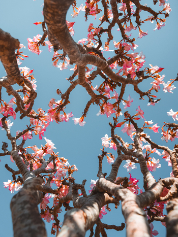 View of a blooming Desert Rose tree with pink flowers and gnarled branches reaching towards a clear blue sky Socotra Yemen. View of a blooming Desert Rose tree with pink flowers and gnarled branches reaching towards a clear blue sky Socotra Yemen.