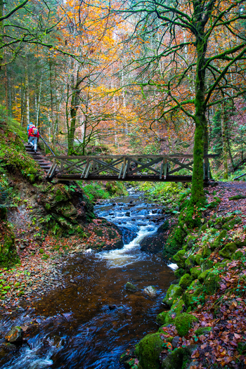 View of a wooden bridge crossing the Ravenna stream in the Ravennaschlucht gorge with hikers on stairs and autumn foliage Breitnau Baden Wurttemberg Germany. View of a wooden bridge crossing the Ravenna stream in the Ravennaschlucht gorge with hikers on stairs and autumn foliage Breitnau Baden Wurttemberg Germany.